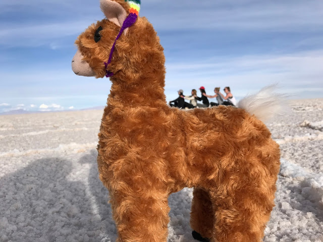 alpaca on uyuni