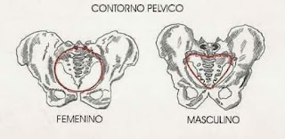 Métodos de identificación del sexo en antropología forense