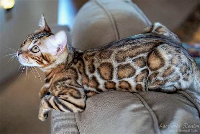Leopards Realm Bengal Cats. Photo: the breeder.