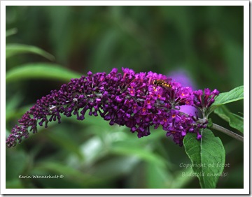 Syrenbuddlejaobi