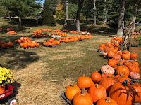 The pumpkin patch returns to St John's for October!