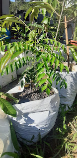 Pokok kari