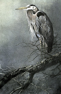 Great Blue Heron, 1978