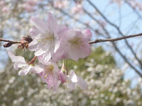 ピンクの「寒桜」の花。