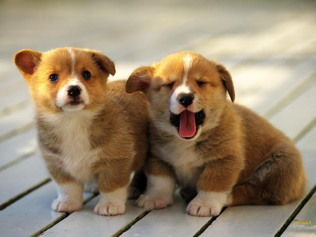 Cachorritos Hermosos Cute Puppies