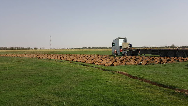 تركيب العشب الطبيعي بالطائف