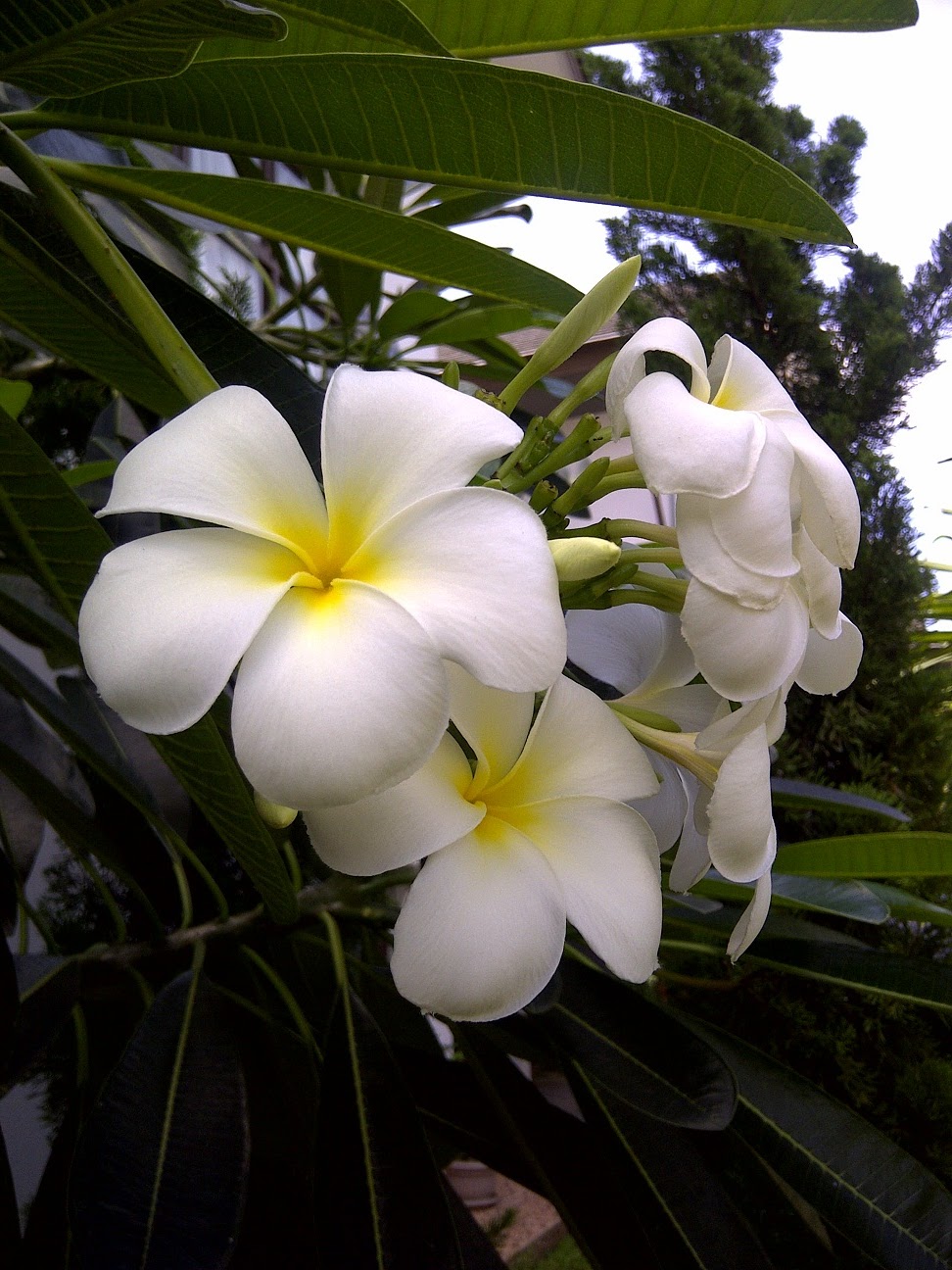 mygukguk: Frangipani Flower