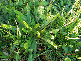 Ραδίκι κιχώριο-Cichorium intybus L.