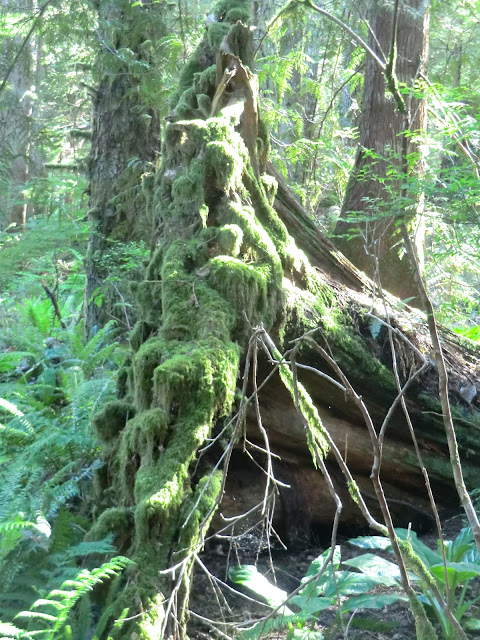 mossy forest BC