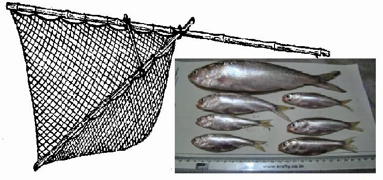  Haffa jal and differnt size Hilsa