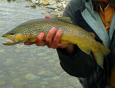 Bitterroot River Brown Trout