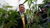 It's Now Legal To Grow And Buy Cannabis Plants In Thailand