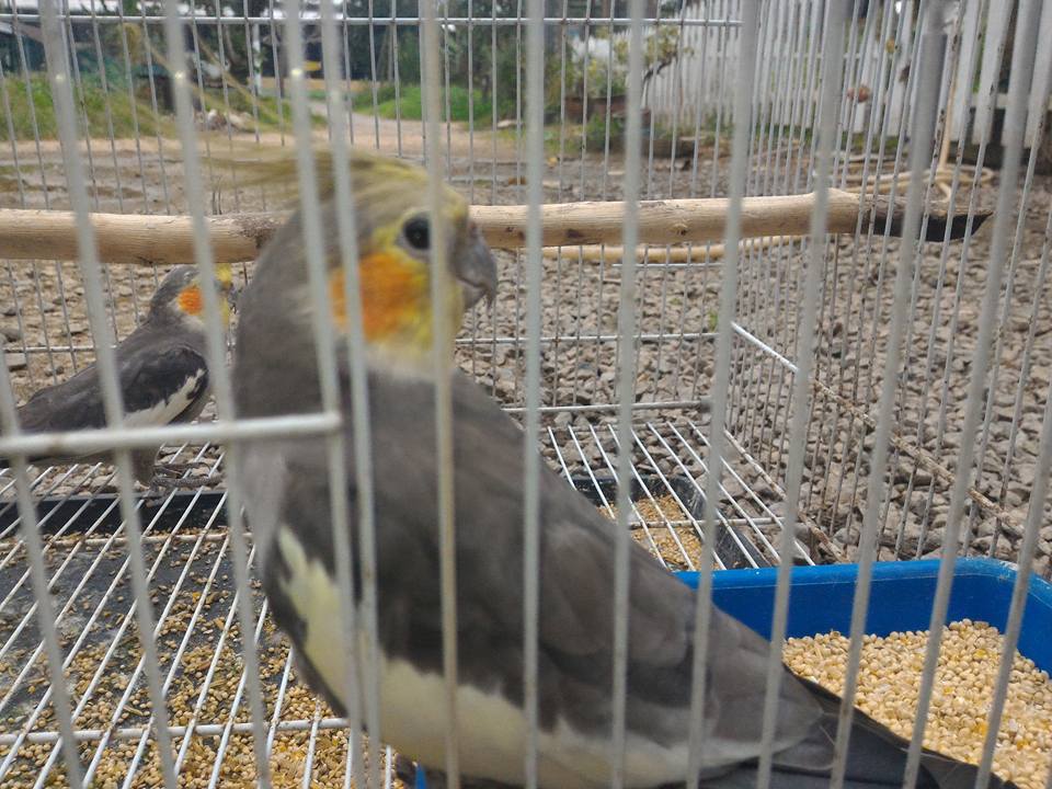 Unggas Eksotik Malaya U.E.M: Burung Cockatail Murah