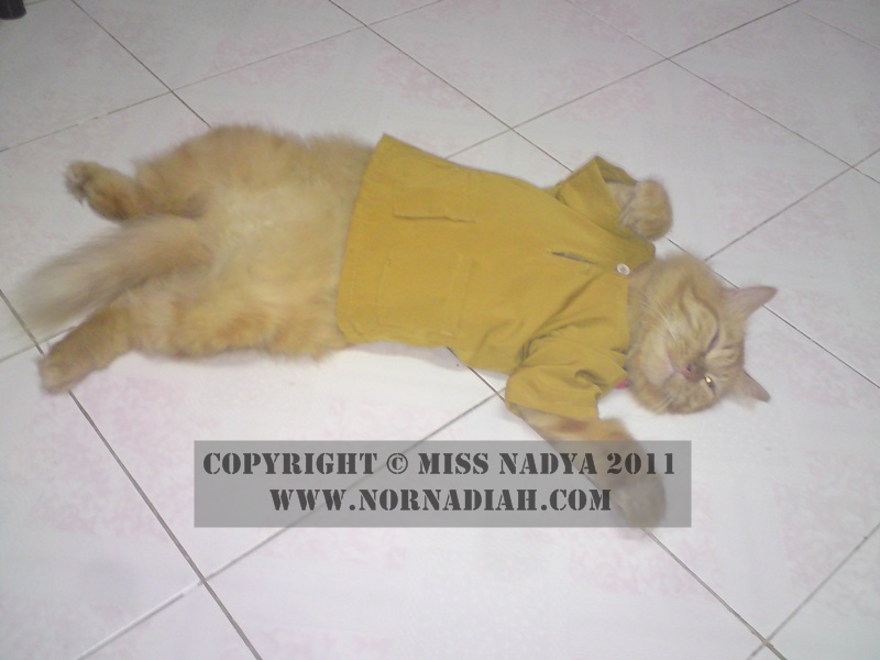 Miss Nadya Personal Blog Kucing  Pakai Baju  Melayu 