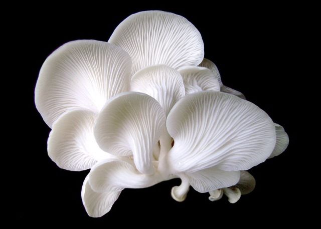 Mushroom Supplier Company in Davanagere | Mushroom Supplier Company in India | Biobritte Agro Solutions Private Limited