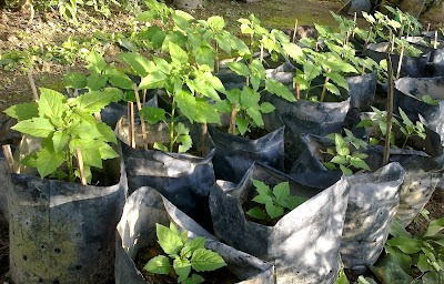 Ulam-ulaman dan Sayur-sayuran Kampung