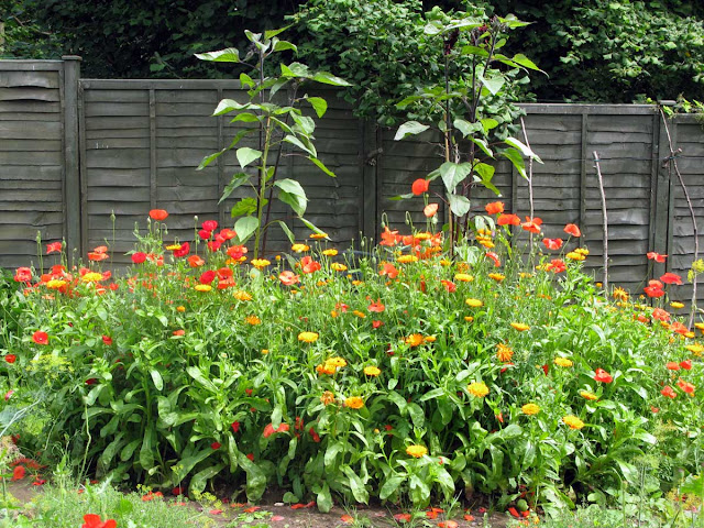 Poppies, marigolds and sunflowers.