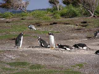 Magellanic penguin