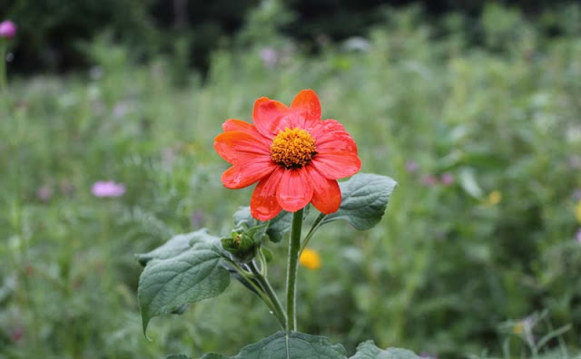 Mexican Sunflower Pictures