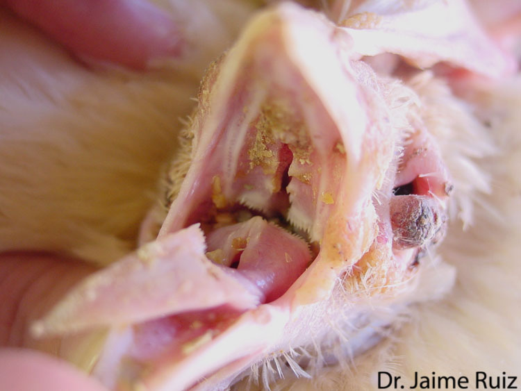 Pemikat Tekukur : Burung Sakit Dalam Mulut