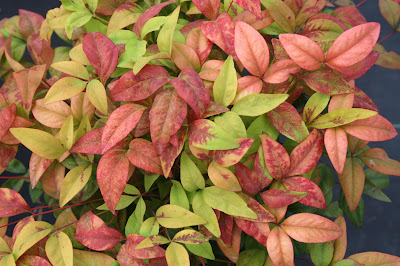 Nandina ‘Firepower’ care and culture