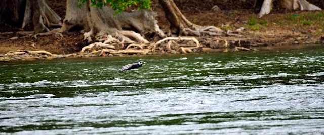 Cauvery Melagiri Hills Kenneth Anderson Eastern Ghats Western Ghats Birds