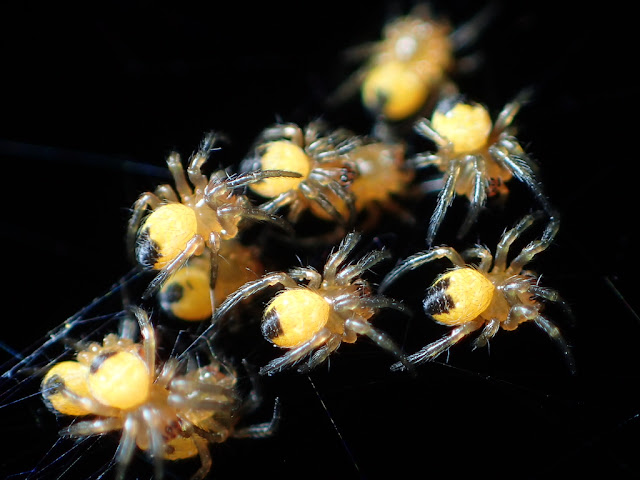 Araneus diadematus