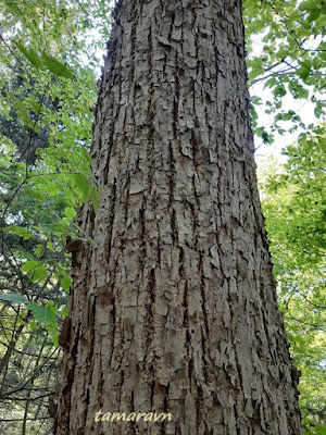 Липа амурская (Tilia amurensis)