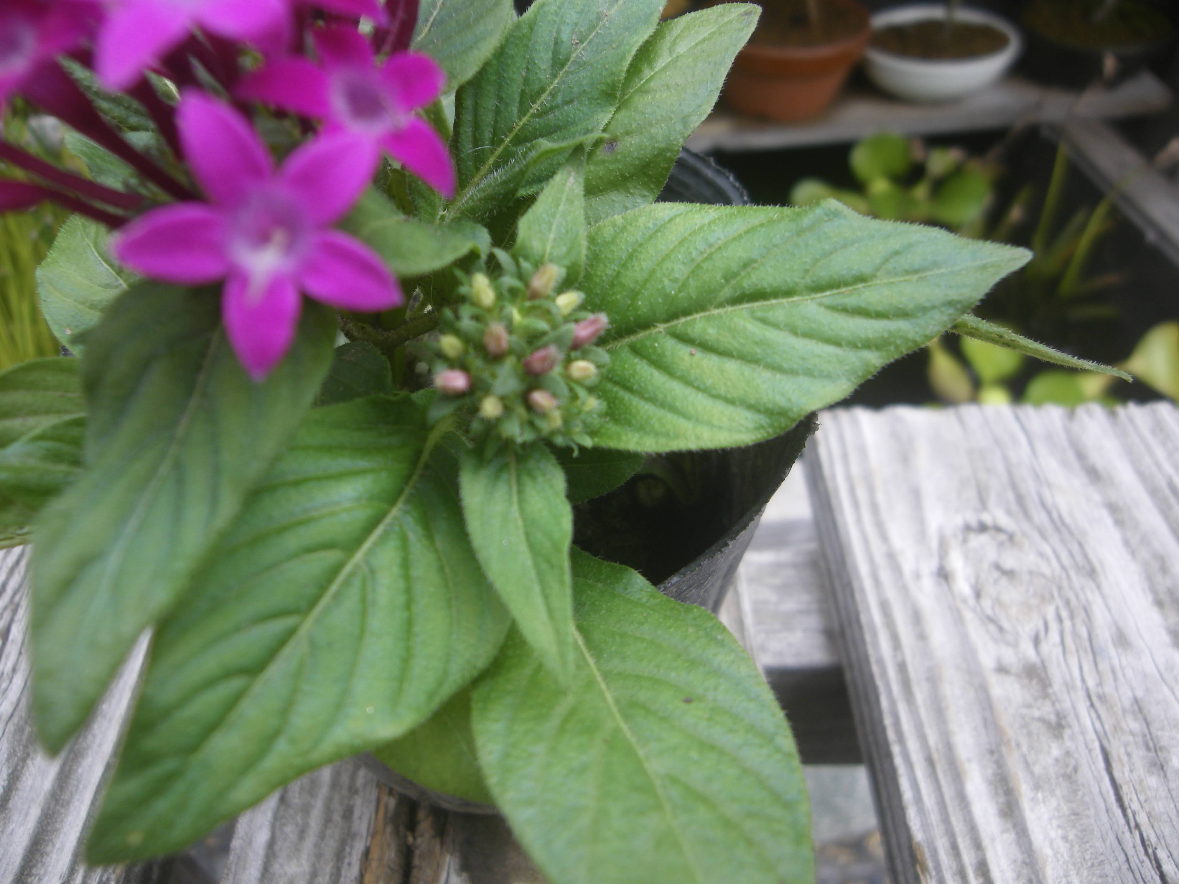 ペンタスの育て方 苗の植え付けから花を楽しみ 挿し芽や冬越しの記録 メダカの大工