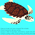 Hawksbill Sea Turtle - Hawksbill Sea Turtle Diet