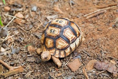 http://tareqi-science.blogspot.com/2016/06/78-rare-tortoises-stolen-from-breeding.html