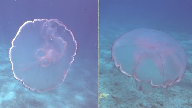 Jellyfish, Sting Rays and Barracuda