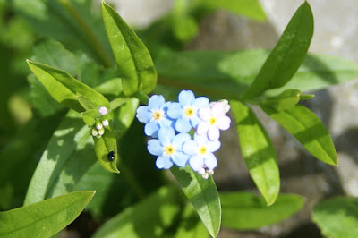 Zompvergeet-Mij-Nietje - Feanverjit-My-Net - Myosotis laxa cespitosa