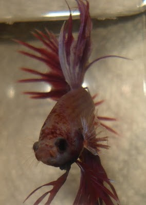 crowntail betta splenden