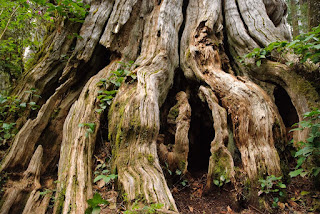 5 Pohon Terbesar dan Tertua di Dunia