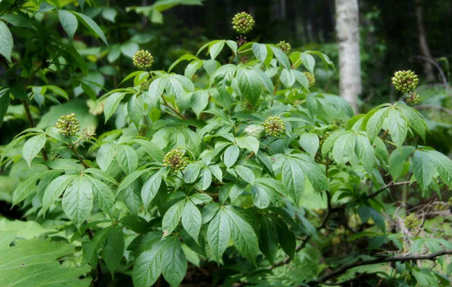 Pianta con frutti e foglie di eleuterococco o ginseng siberiano