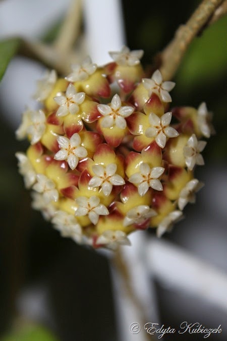 Hoya sp. Sabah AG08-24