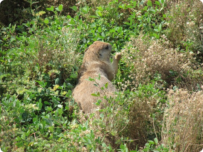 IMG_1092a Prairie Dog (7)