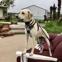 Dog standing on patio furniture