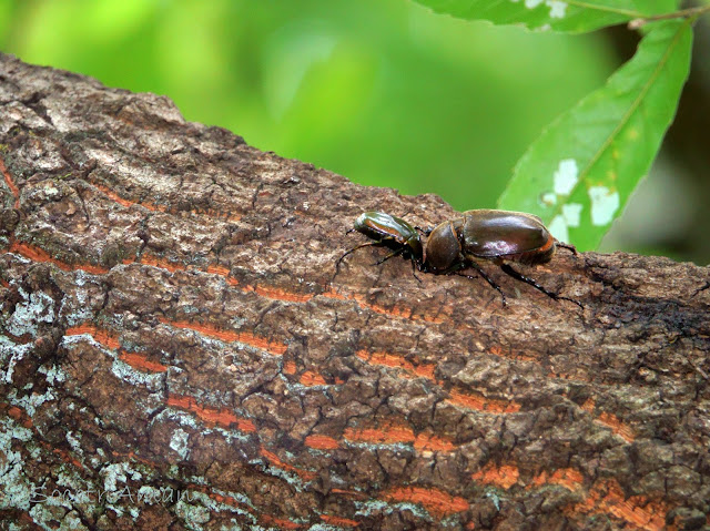 Trypoxylus dichotomus & Mimela splendens