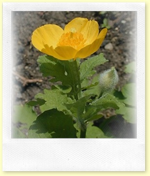 Celadine woodland Poppy