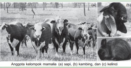 Ciri Ciri dan Klasifikasi Mamalia  Contoh Dari Hewan  Mamalia 