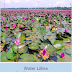 केरल में  पिंक वाटर लिली महोत्सव ऑनलाइन शुरू हुआ /Pink Water Lily Festival In Kerala Goes Virtual