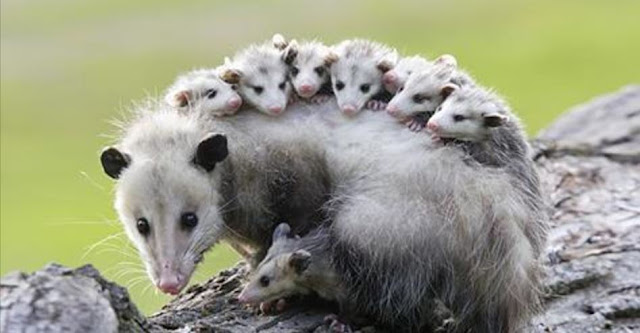Opossums Eat Almost All The Ticks In Your Yard
