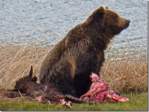 Bear at Yellowstone Blacktail Pond
