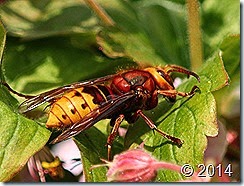 IMG_3906
