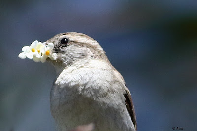 "House Sparrow - Passer domesticus ,with a bunch of flowere in its beak using it for making its nest."