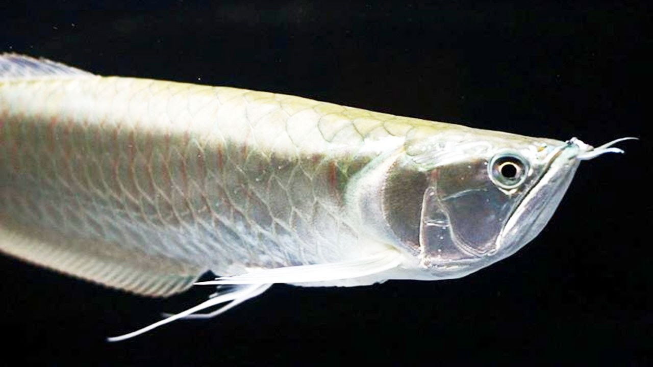 20 Jenis Gambar Ikan  Arwana  Super Besar Warna Cantik