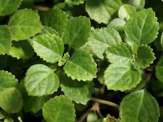 Lierre suédois - Plectranthus verticillatus - Plectranthus australis