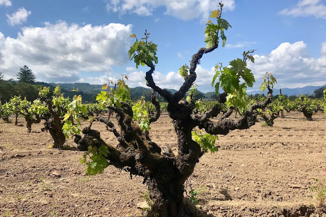 Old Zinfandel vines in the Hayne vineyard, California, planted in 1902. Turley Wine Cellars. Best Zinfandel wine. Bucket list wines. Wines to try before you die